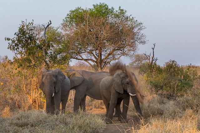 105 Zuid-Afrika, Sabi Sand Game Reserve.jpg